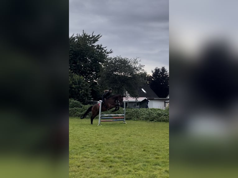 Rhinelander Gelding 13 years 18,1 hh Brown in Cuxhaven