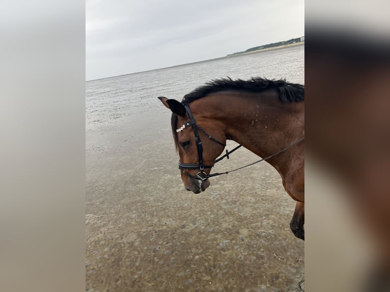 Rhinelander Gelding 13 years 18,1 hh Brown in Cuxhaven