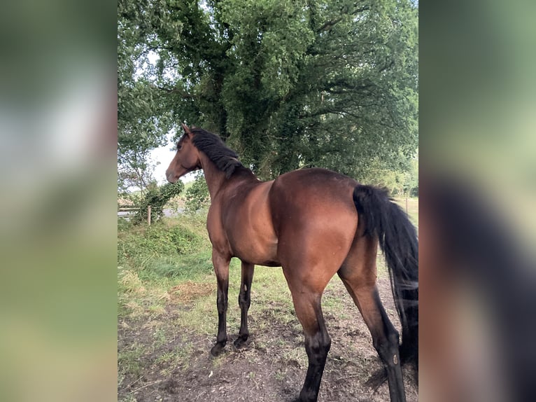 Rhinelander Gelding 13 years 18,1 hh Brown in Cuxhaven