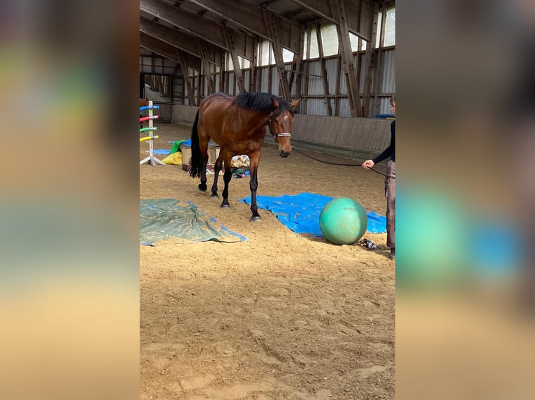 Rhinelander Gelding 13 years 18,1 hh Brown in Cuxhaven