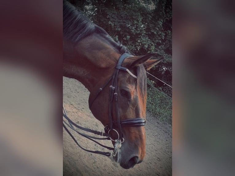 Rhinelander Gelding 13 years 18,1 hh Brown in Cuxhaven