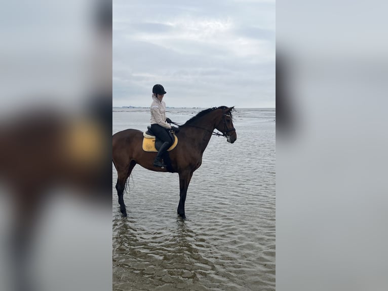 Rhinelander Gelding 13 years 18,1 hh Brown in Cuxhaven