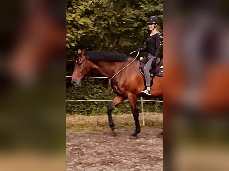 Rhinelander Gelding 13 years 18,1 hh Brown in Cuxhaven