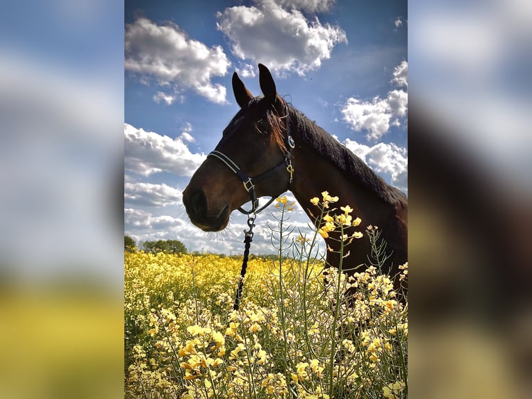 Rhinelander Gelding 13 years 18,1 hh Brown in Cuxhaven