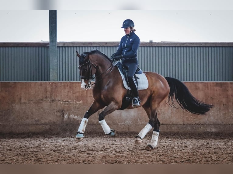 Rhinelander Gelding 14 years 15,2 hh Bay-Dark in Rheinberg