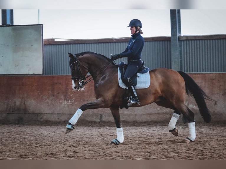 Rhinelander Gelding 14 years 15,2 hh Bay-Dark in Rheinberg