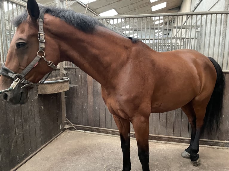 Rhinelander Gelding 14 years 16,1 hh Brown in Jülich