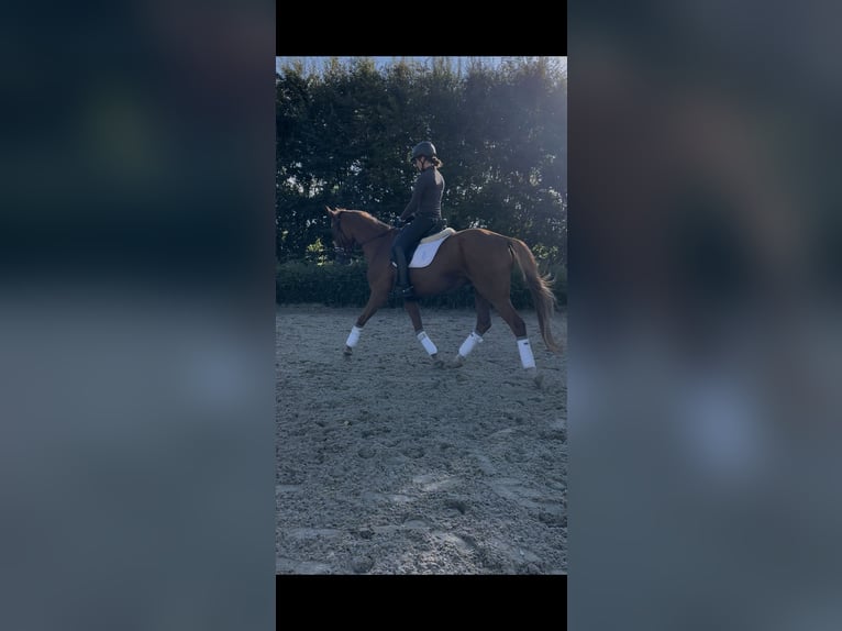 Rhinelander Gelding 14 years 16.1 hh Chestnut-Red in Zülpich