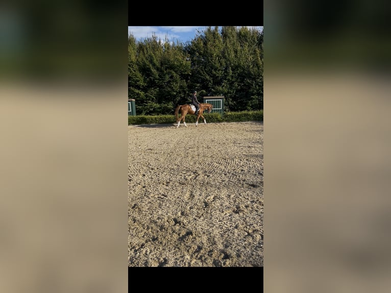 Rhinelander Gelding 14 years 16.1 hh Chestnut-Red in Zülpich