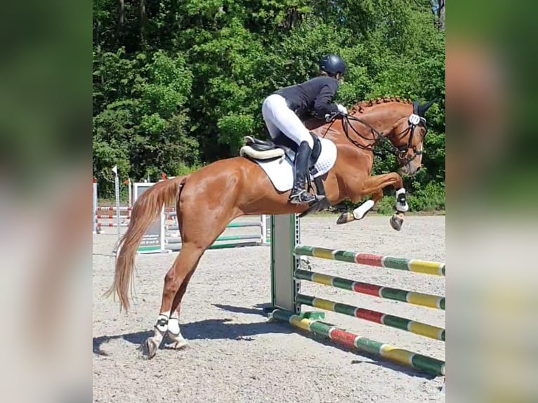 Rhinelander Gelding 14 years 16.1 hh Chestnut-Red in Zülpich