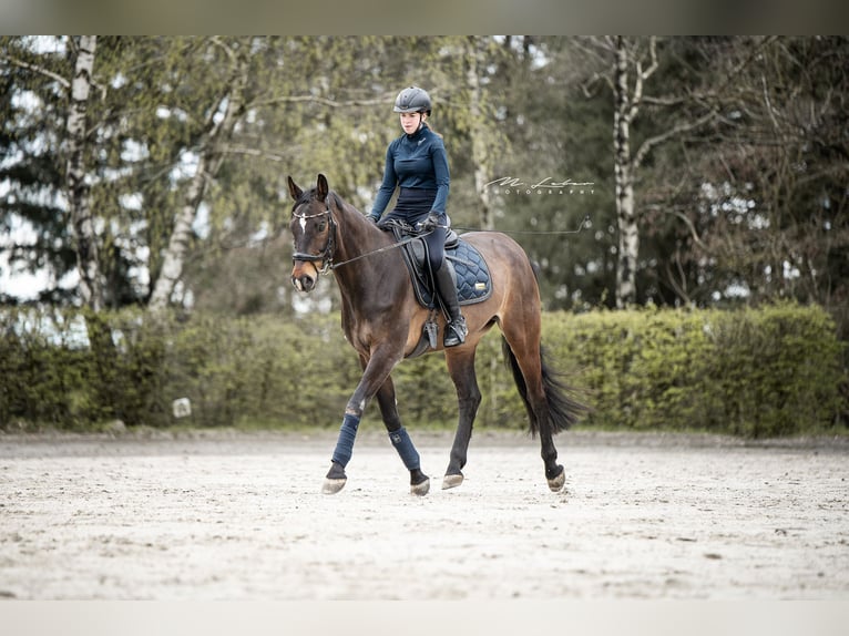 Rhinelander Gelding 14 years 16,2 hh Bay-Dark in Cochem