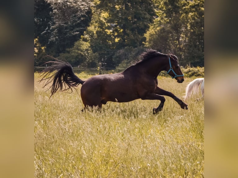 Rhinelander Gelding 14 years 16.2 hh Brown in RatingenRatingen