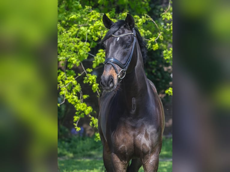 Rhinelander Gelding 14 years 16.2 hh Smoky-Black in Oer-Erkenschwick