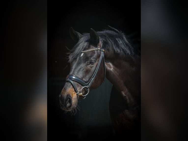 Rhinelander Gelding 14 years 16.2 hh Smoky-Black in Oer-Erkenschwick