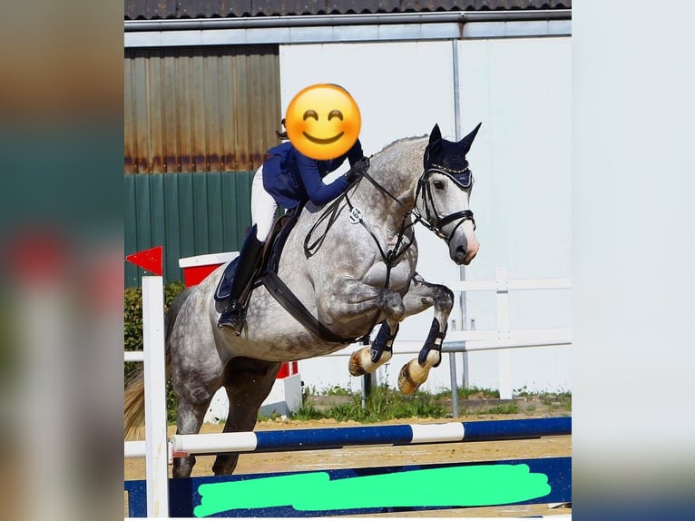 Rhinelander Gelding 14 years 16.3 hh Grey in Wermelskirchen