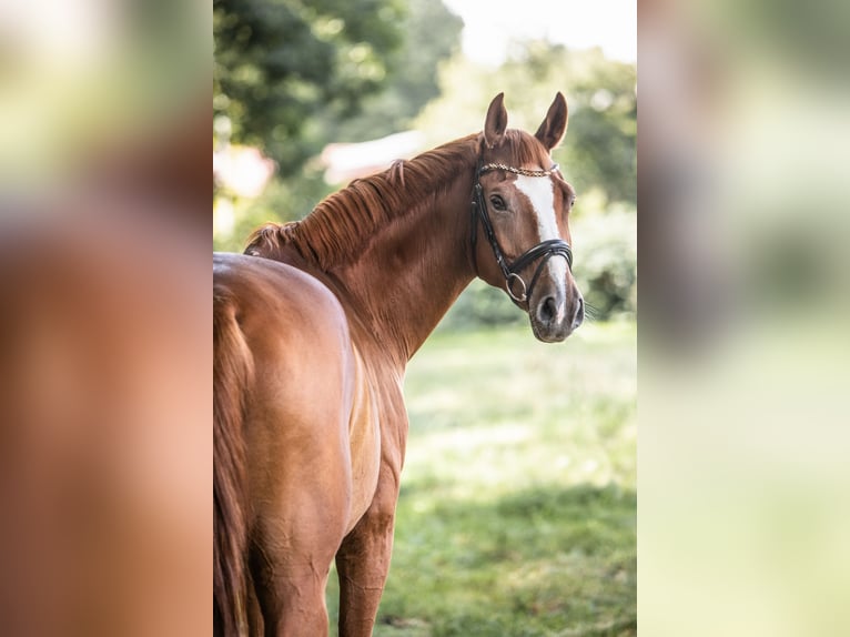 Rhinelander Gelding 14 years 16 hh Chestnut-Red in Weener