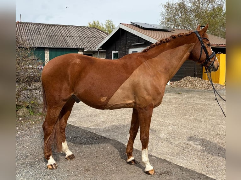 Rhinelander Gelding 14 years 16 hh Chestnut-Red in Weener