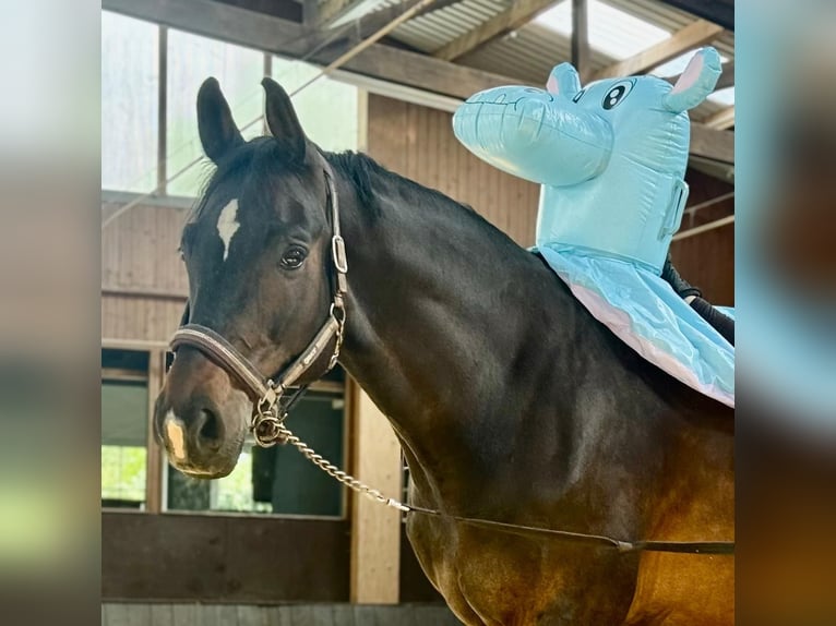 Rhinelander Gelding 14 years 16,2 hh Bay-Dark in Leienkaul