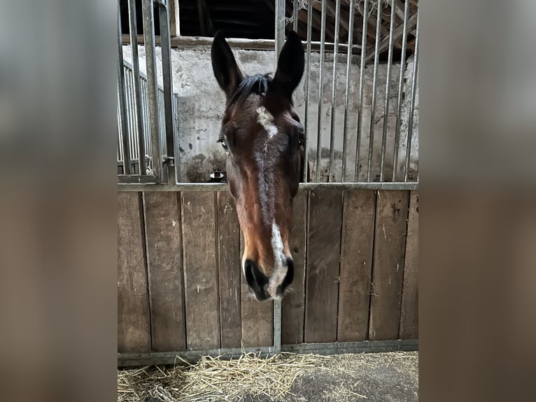 Rhinelander Gelding 14 years 16,2 hh Brown in Hamminkeln / Brünen