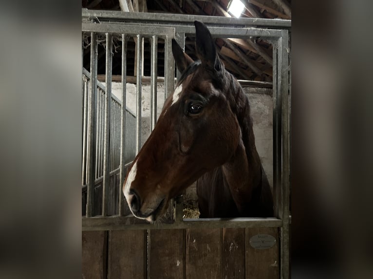 Rhinelander Gelding 14 years 16,2 hh Brown in Hamminkeln / Brünen