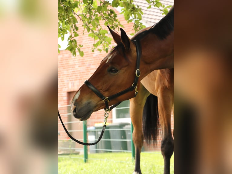 Rhinelander Gelding 14 years 16,2 hh Brown in Hamminkeln / Brünen