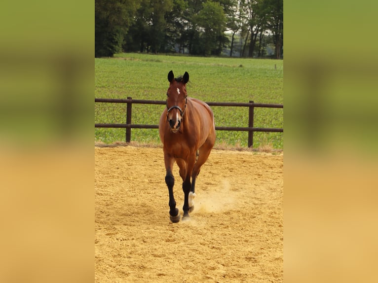 Rhinelander Gelding 14 years 16,2 hh Brown in HamminkelnBrünen