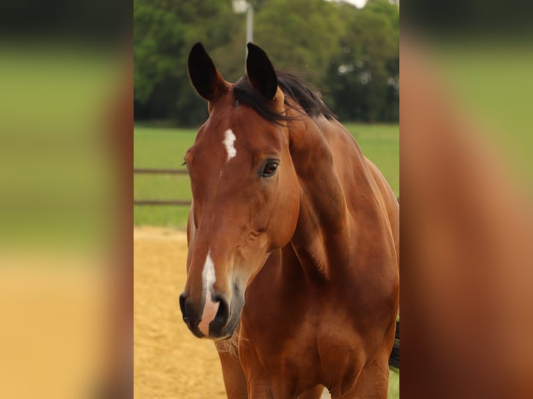 Rhinelander Gelding 14 years 16,2 hh Brown in HamminkelnBrünen