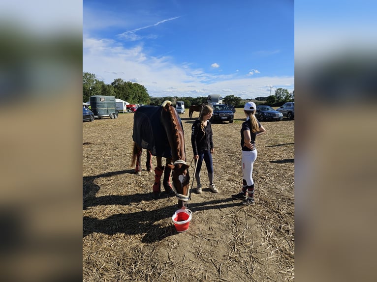Rhinelander Gelding 14 years 16,3 hh Chestnut-Red in Mertloch