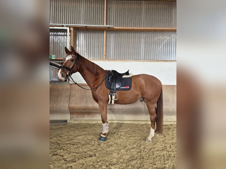 Rhinelander Gelding 14 years 16,3 hh Chestnut-Red in Mertloch