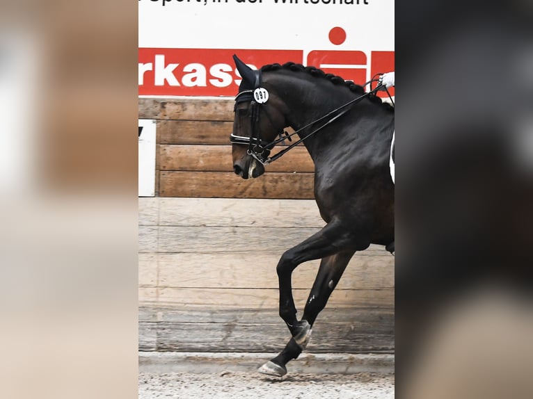 Rhinelander Gelding 14 years 17 hh Bay-Dark in Reutlingen