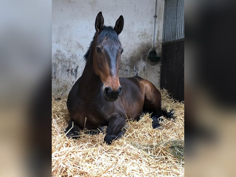 Rhinelander Gelding 14 years 17 hh Bay-Dark in Reutlingen