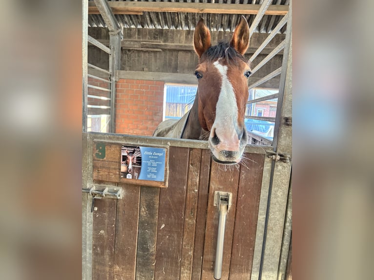 Rhinelander Gelding 14 years 17 hh Brown in Witten