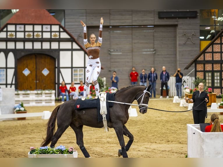 Rhinelander Gelding 14 years 18 hh Chestnut in Neuss