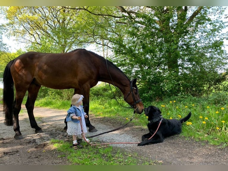 Rhinelander Gelding 14 years 18,1 hh Brown in Cuxhaven