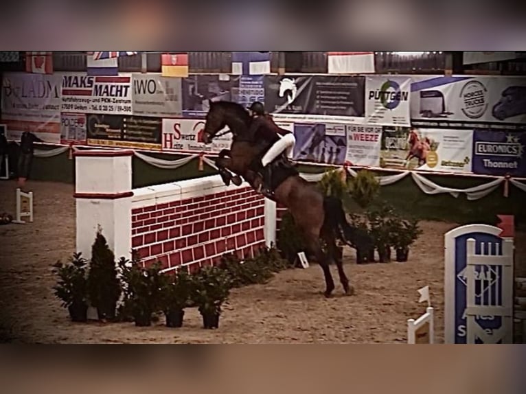 Rhinelander Gelding 14 years 18,1 hh Brown in Cuxhaven