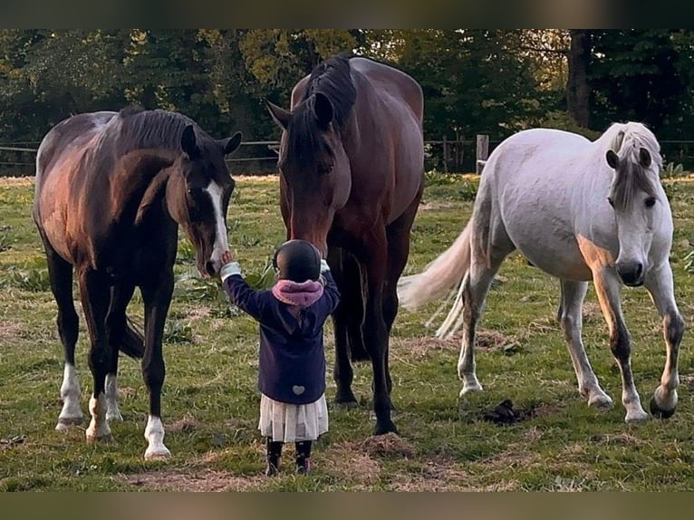 Rhinelander Gelding 14 years 18,1 hh Brown in Cuxhaven