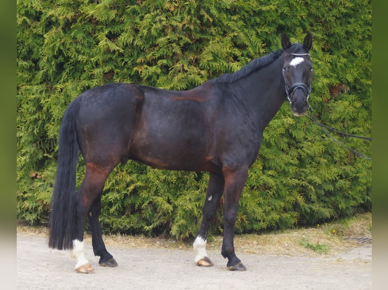 Rhinelander Gelding 15 years 16.3 hh Black in Hünstetten