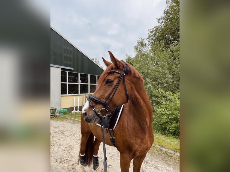 Rhinelander Gelding 15 years 16.3 hh Chestnut-Red in Jüchen