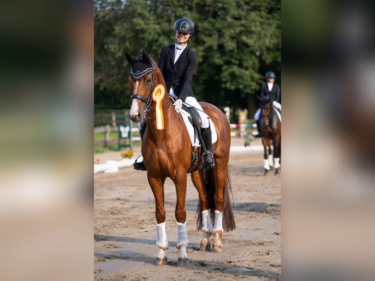 Rhinelander Gelding 15 years 16.3 hh Chestnut-Red in Jüchen