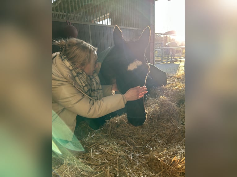 Rhinelander Gelding 15 years 16,3 hh Black in Hünstetten