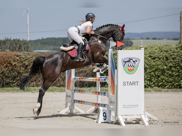 Rhinelander Gelding 15 years 16,3 hh Black in Hünstetten