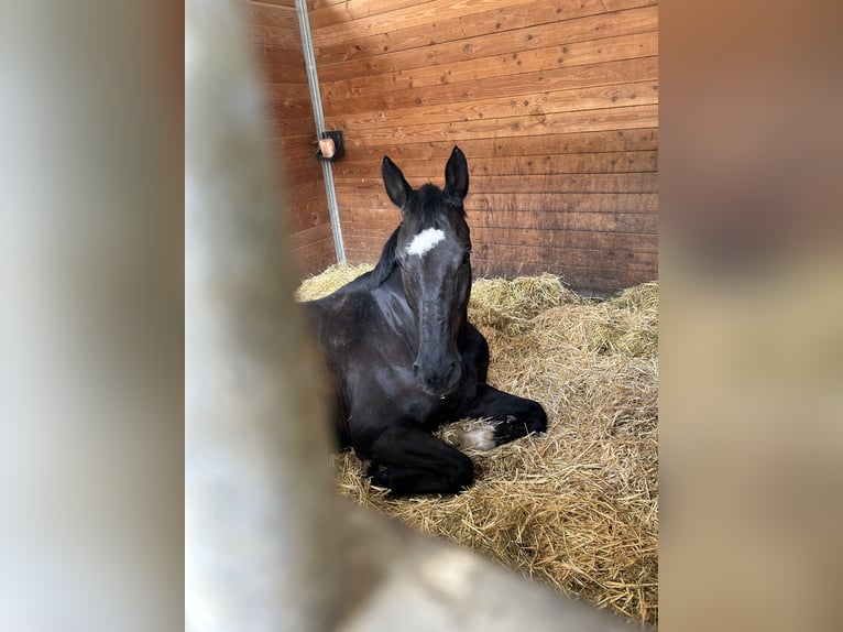 Rhinelander Gelding 15 years 16,3 hh Black in Hünstetten