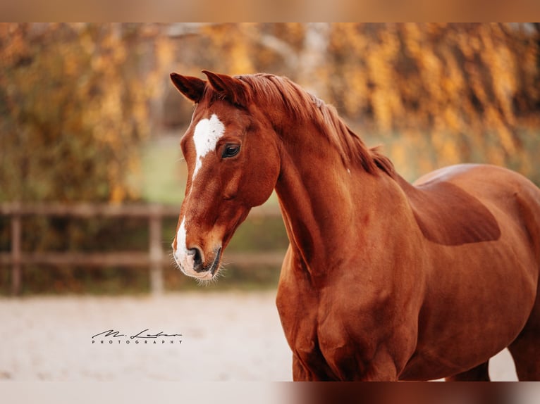 Rhinelander Gelding 15 years 16,3 hh Chestnut-Red in Mertloch