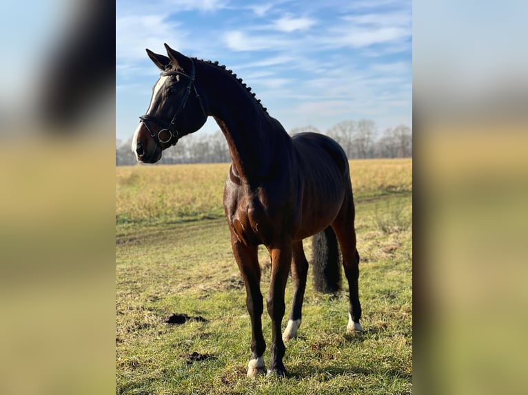 Rhinelander Gelding 15 years 17,1 hh Bay-Dark in Wietmarschen