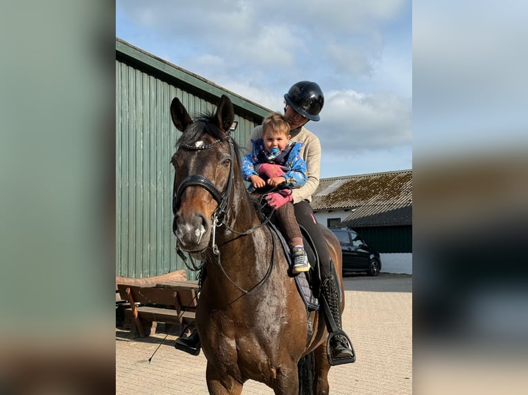 Rhinelander Gelding 15 years 17 hh Bay-Dark in Haby