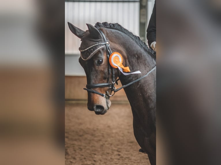 Rhinelander Gelding 15 years 17 hh Bay-Dark in Hagen