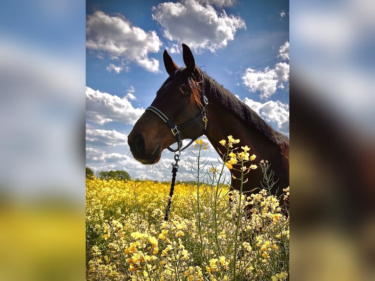 Rhinelander Gelding 15 years 18.1 hh Brown in Cuxhaven