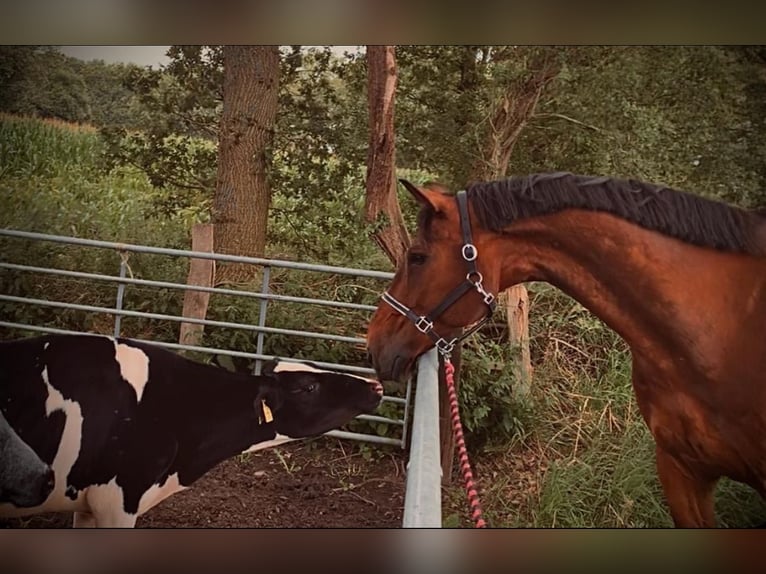 Rhinelander Gelding 15 years 18.1 hh Brown in Cuxhaven