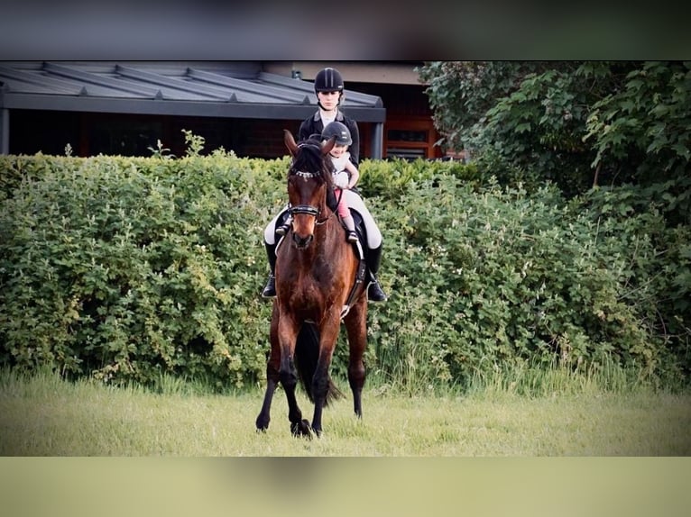 Rhinelander Gelding 15 years 18.1 hh Brown in Cuxhaven