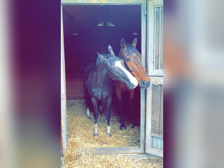 Rhinelander Gelding 15 years 18.1 hh Brown in Cuxhaven